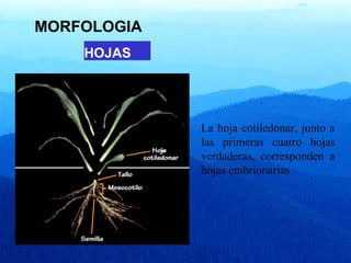 MORFOLOGIA 
HOJAS 
La hoja cotiledonar, junto a 
las primeras cuatro hojas 
verdaderas, corresponden a 
hojas embrionarias 
 