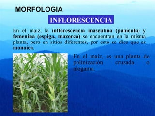 MORFOLOGIA 
INFLORESCENCIA 
En el maíz, la inflorescencia masculina (panícula) y 
femenina (espiga, mazorca) se encuentran en la misma 
planta, pero en sitios diferentes, por esto se dice que es 
monoica. 
En el maíz, es una planta de 
polinización cruzada o 
alogama. 
 