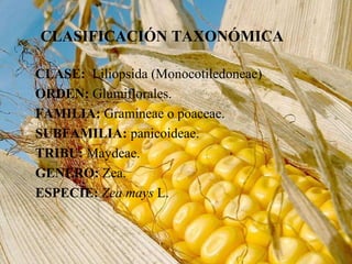 CLASIFICACIÓN TAXONÓMICA 
CLASE: Liliopsida (Monocotiledoneae) 
ORDEN: Glumiflorales. 
FAMILIA: Gramineae o poaceae. 
SUBFAMILIA: panicoideae. 
TRIBU: Maydeae. 
GENERO: Zea. 
ESPECIE: Zea mays L. 
 