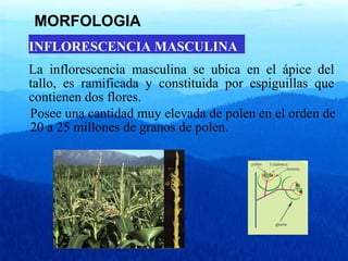 MORFOLOGIA 
INFLORESCENCIA MASCULINA 
La inflorescencia masculina se ubica en el ápice del 
tallo, es ramificada y constituida por espiguillas que 
contienen dos flores. 
Posee una cantidad muy elevada de polen en el orden de 
20 a 25 millones de granos de polen. 
 