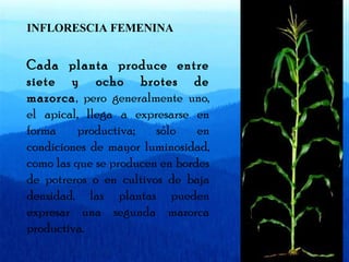 INFLORESCIA FEMENINA 
Cada planta produce entre 
siete y ocho brotes de 
mazorca, pero generalmente uno, 
el apical, llega a expresarse en 
forma productiva; sólo en 
condiciones de mayor luminosidad, 
como las que se producen en bordes 
de potreros o en cultivos de baja 
densidad, las plantas pueden 
expresar una segunda mazorca 
productiva. 
 