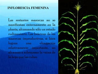 INFLORESCIA FEMENINA 
Las restantes mazorcas no se 
manifiestan externamente en la 
planta, alcanzando sólo un estado 
rudimentario. Las brácteas de las 
mazorcas improductivas, si bien 
logran una elongación 
relativamente importante, no 
alcanzan a sobrepasar la vaina de 
la hoja que las cubre. 
 