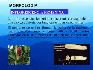 MORFOLOGIA 
INFLORESCENCIA FEMENINA 
La inflorescencia femenina (mazorca) corresponde a 
una espiga cubierta por brácteas u hojas envolventes. 
El conjunto de estilos forman la barba de la mazorca. 
Cada mazorca contiene entre 500 a 1000 óvulos 
alineados en 16 a 20 hileras de 30 a 50 óvulos cada una. 
Las mazorcas se forman en unas estructuras vegetativas denominadas espádices que se disponen de forma 
lateral. 
 