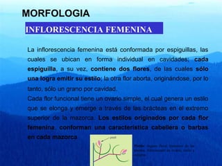 MORFOLOGIA 
INFLORESCENCIA FEMENINA 
La inflorescencia femenina está conformada por espiguillas, las 
cuales se ubican en forma individual en cavidades; cada 
espiguilla, a su vez, contiene dos flores, de las cuales sólo 
una logra emitir su estilo; la otra flor aborta, originándose, por lo 
tanto, sólo un grano por cavidad. 
Cada flor funcional tiene un ovario simple, el cual genera un estilo 
que se elonga y emerge a través de las brácteas en el extremo 
superior de la mazorca. Los estilos originados por cada flor 
femenina, conforman una característica cabellera o barbas 
en cada mazorca 
Pistilo: órgano floral femenino de las 
plantas, diferenciado en ovario, estilo y 
estigma. 
 