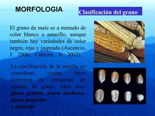 MORFOLOGIA Clasificación del grano 
El grano de maíz es a menudo de 
color blanco o amarillo, aunque 
también hay variedades de color 
negro, rojo y jaspeado (Ascencio, 
J. 2000; Cabrera, S. 2002). 
La clasificación de la semilla se 
consideran cuatro tipos 
diferentes de categorías de 
tamaño de grano, estos son: 
plano grande, plano mediano, 
plano pequeño 
y redondo 
 