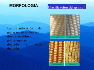 MORFOLOGIA 
La clasificación del 
grano según su dureza: 
duro y semiduro, 
por su aspecto: 
dentado y semi-dentado. 
Clasificación del grano 
 