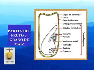 PARTES DEL 
FRUTO o 
GRANO DE 
MAÍZ 
 