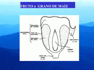 FRUTO o GRANO DE MAÍZ 
 