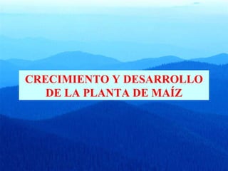 CRECIMIENTO Y DESARROLLO 
DE LA PLANTA DE MAÍZ 
 