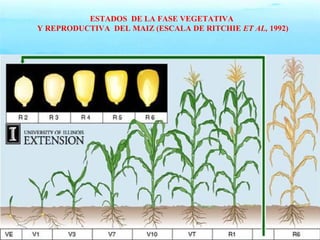 ESTADOS DE LA FASE VEGETATIVA 
Y REPRODUCTIVA DEL MAIZ (ESCALA DE RITCHIE ET AL, 1992) 
 