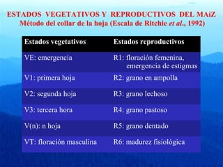ESTADOS VEGETATIVOS Y REPRODUCTIVOS DEL MAíZ 
Método del collar de la hoja (Escala de Ritchie et al., 1992) 
Estados vegetativos Estados reproductivos 
VE: emergencia R1: floración femenina, 
emergencia de estigmas 
V1: primera hoja R2: grano en ampolla 
V2: segunda hoja R3: grano lechoso 
V3: tercera hora R4: grano pastoso 
V(n): n hoja R5: grano dentado 
VT: floración masculina R6: madurez fisiológica 
 
