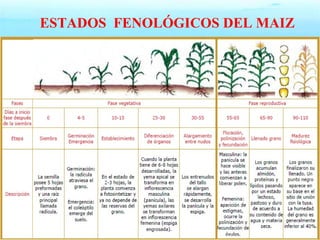ESTADOS FENOLÓGICOS DEL MAIZ 
 
