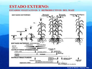 ESTADO EXTERNO: 
ESTADOS VEGETATIVOS Y REPRODUCTIVOS DEL MAIZ 
Escala de Ritchie y Hanway 1982 
 