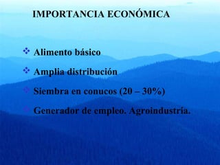 IMPORTANCIA ECONÓMICA 
 Alimento básico 
 Amplia distribución 
 Siembra en conucos (20 – 30%) 
 Generador de empleo. Agroindustria. 
 