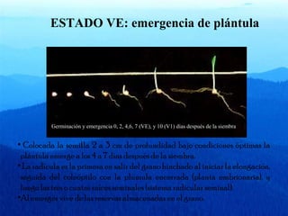 ESTADO VE: emergencia de plántula 
Germinación y emergencia 0, 2, 4,6, 7 (VE), y 10 (V1) días después de la siembra 
• Colocada la semilla 2 a 3 cm de profundidad bajo condiciones óptimas la 
plántula emerge a los 4 a 7 días después de la siembra. 
• La radícula es la primera en salir del grano hinchado al iniciar la elongación, 
seguida del coleóptilo con la plúmula encerrada (planta embrionaria), y 
luego las tres o cuatro raíces seminales (sistema radicular seminal). 
•Al emerger vive de las reservas almacenadas en el grano. 
 