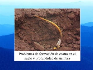 Problemas de formación de costra en el 
suelo y profundidad de siembra 
 