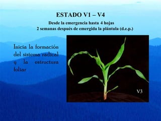 ESTADO V1 – V4 
Desde la emergencia hasta 4 hojas 
2 semanas después de emergida la plántula (d.e.p.) 
Inicia la formación 
del sistema radical 
y la estructura 
foliar 
V3 
 