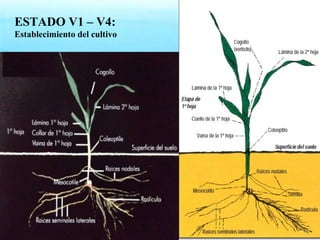 ESTADO V1 – V4: 
Establecimiento del cultivo 
 