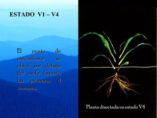El ppuunnttoo ddee 
ccrreecciimmiieennttoo ssee 
uubbiiccaa ppoorr ddeebbaajjoo 
ddeell ssuueelloo dduurraannttee 
llaass pprriimmeerraass 44 
sseemmaannaass.. 
PPllaannttaa ddiisseeccttaaddaa eenn eessttaaddoo VV44 
ESTADO V1 – V4 
 