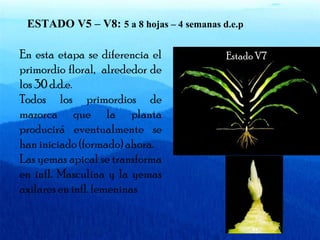 ESTADO V5 – V8: 5 a 8 hojas – 4 semanas d.e.p 
En esta etapa se diferencia el 
primordio floral, alrededor de 
los 30 d.d.e. 
Todos los primordios de 
mazorca que la planta 
producirá eventualmente se 
han iniciado (formado) ahora. 
Las yemas apical se transforma 
en infl. Masculina y la yemas 
axilares en infl. femeninas 
V7 
EEssttaaddoo VV77 
 