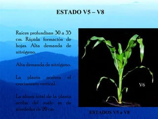 ESTADO V5 – V8 
Raíces profundizan 30 a 35 
cm. Rápida formación de 
hojas. Alta demanda de 
nitrógeno. 
Alta demanda de nitrógeno. 
La planta acelera el 
crecimiento vertical. 
La altura total de la planta 
arriba del suelo es de 
alrededor de 20 cm 
ESTADOS V5 a V8 
V6 
 