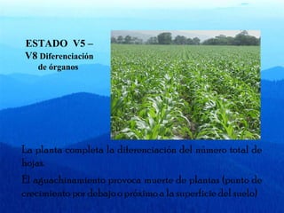 ESTADO V5 – 
V8 Diferenciación 
de órganos 
La planta completa la diferenciación del número total de 
hojas. 
El aguachinamiento provoca muerte de plantas (punto de 
crecimiento por debajo o próximo a la superficie del suelo) 
 