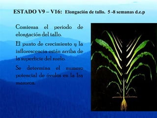 ESTADO V9 – V16: Elongación de tallo. 5 -8 semanas d.e.p 
Comienza el periodo de 
elongación del tallo. 
El punto de crecimiento y la 
inflorescencia están arriba de 
la superficie del suelo. 
Se determina el numero 
potencial de óvulos en la 1ra 
mazorca. 
 