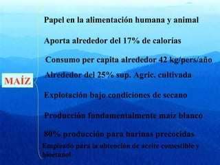 Papel en la alimentación humana y animal 
Aporta alrededor del 17% de calorías 
Consumo per capita alrededor 42 kg/pers/año 
Alrededor del 25% sup. Agric. cultivada 
Producción fundamentalmente maíz blanco 
80% producción para harinas precocidas 
MAÍZ 
Explotación bajo condiciones de secano 
Empleado para la obtención de aceite comestible y 
bioetanol 
 