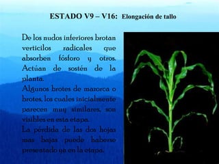 ESTADO V9 – V16: Elongación de tallo 
De los nudos inferiores brotan 
verticilos radicales que 
absorben fósforo y otros. 
Actúan de sostén de la 
planta. 
Algunos brotes de mazorca o 
brotes, los cuales inicialmente 
parecen muy similares, son 
visibles en esta etapa. 
La pérdida de las dos hojas 
mas bajas puede haberse 
presentado ya en la etapa. 
 