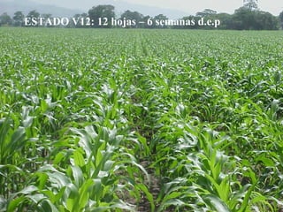 ESTADO V12: 12 hojas – 6 semanas d.e.p 
 