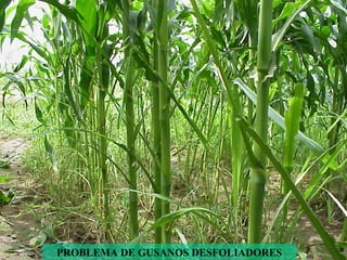 PROBLEMA DE GUSANOS DESFOLIADORES 
 