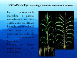 ESTADO VT (V. Tasseling): Floración masculina. 8 semanas 
La inflorescencia 
masculina o panoja, 
normalmente se hace 
visible entre las últimas 
hojas de la planta, 7 a 10 
días antes de que 
aparezcan los estilos de 
la inflorescencia 
femenina. 
Periodo de mayor 
requerimiento de 
nutrimentos. 
 