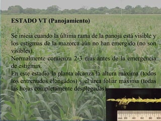 ESTADO VT (Panojamiento) 
Se inicia cuando la última rama de la panoja está visible y 
los estigmas de la mazorca aún no han emergido (no son 
visibles). 
Normalmente comienza 2-3 días antes de la emergencia 
de estigmas. 
En este estadio la planta alcanza la altura máxima (todos 
los entrenudos elongados) y el área foliar máxima (todas 
las hojas completamente desplegadas). 
 