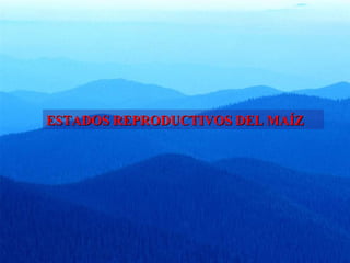 ESTADOS RREEPPRROODDUUCCTTIIVVOOSS DDEELL MMAAÍÍZZ 
 