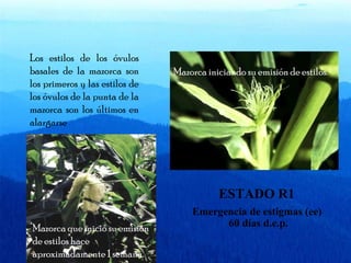 Mazorca iniciando su emisión de estilos. 
Los estilos de los óvulos 
basales de la mazorca son 
los primeros y las estilos de 
los óvulos de la punta de la 
mazorca son los últimos en 
alargarse 
Mazorca que inició su emisión 
de estilos hace 
aproximadamente 1 semana. 
ESTADO R1 
Emergencia de estigmas (ee) 
60 días d.e.p. 
 