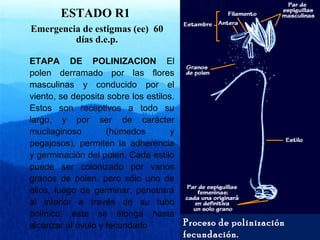 ETAPA DE POLINIZACION El 
polen derramado por las flores 
masculinas y conducido por el 
viento, se deposita sobre los estilos. 
Estos son receptivos a todo su 
largo, y por ser de carácter 
mucilaginoso (húmedos y 
pegajosos), permiten la adherencia 
y germinación del polen. Cada estilo 
puede ser colonizado por varios 
granos de polen, pero sólo uno de 
ellos, luego de germinar, penetrará 
al interior a través de su tubo 
polínico; éste se elonga hasta 
alcanzar al óvulo y fecundarlo Proceso de polinización 
fecundación. 
ESTADO R1 
Emergencia de estigmas (ee) 60 
días d.e.p. 
 