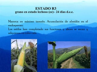 ESTADO R3 
grano en estado lechoso (ee)– 24 días d.e.e. 
Mazorca en máximo tamaño. Acumulación de almidón en el 
endospermo. 
Los estilos han completado sus funciones y ahora se secan y 
adquieren un color café. 
 