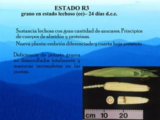 ESTADO R3 
grano en estado lechoso (ee)– 24 días d.e.e. 
Sustancia lechosa con gran cantidad de azucares. Principios 
de cuerpos de almidón y proteínas. 
Nueva planta: embrión diferenciado y cuarta hoja presente 
Deficiencia de potasio granos 
no desarrollados totalmente y 
mazorcas incompletas en las 
puntas. 
 