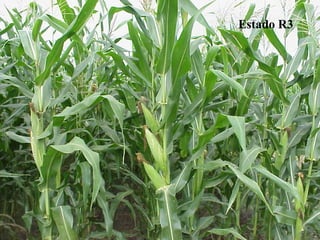 Estado R3 
 