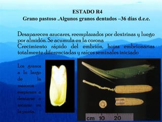 ESTADO R4 
Grano pastoso .Algunos granos dentados –36 días d.e.e. 
Desaparecen azucares, reemplazados por dextrinas y luego 
por almidón. Se acumula en la corona 
Crecimiento rápido del embrión, hojas embrionarias 
totalmente diferenciadas y raíces seminales iniciado 
Los granos 
a lo largo 
de la 
mazorca 
empiezan a 
dentarse o 
secarse en 
la punta. 
 