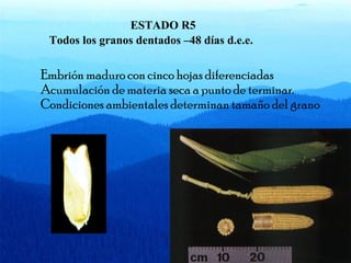ESTADO R5 
Todos los granos dentados –48 días d.e.e. 
Embrión maduro con cinco hojas diferenciadas 
Acumulación de materia seca a punto de terminar. 
Condiciones ambientales determinan tamaño del grano 
 