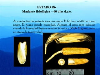 ESTADO R6 
Madurez fisiológica – 60 días d.e.e. 
Acumulación de materia seca ha cesado. El hillium o hilio se torna 
negro. El grano pierde humedad. Alcanza el peso seco máximo 
cuando la humedad llega a un nivel inferior a 35%. El grano entra 
en etapa de inactividad. 
 