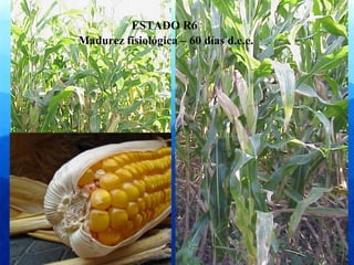 ESTADO R6 
Madurez fisiológica – 60 días d.e.e. 
 