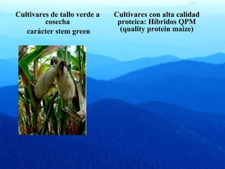 Cultivares de tallo verde a 
cosecha 
carácter stem green 
Cultivares con alta calidad 
proteica: Híbridos QPM 
(quality protein maize) 

