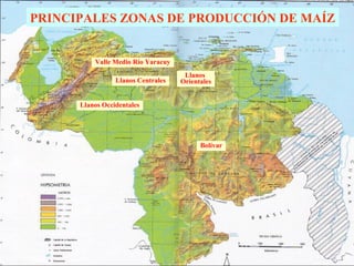 PRINCIPALES ZONAS DE PRODUCCIÓN DE MAÍZ 
Valle Medio Río Yaracuy 
Llanos Centrales 
Llanos Occidentales 
Llanos 
Orientales 
Bolívar 
 
