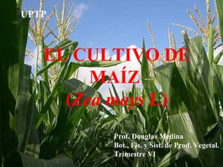 EL CULTIVO DE 
MAÍZ 
(Zea mays L) 
UPTP 
Prof. Douglas Medina 
Bot., Fis. y Sist. de Prod. Vegetal. 
Trimestre VI 
 