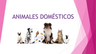 ANIMALES DOMÉSTICOS 
 