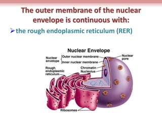 What Is Nuclear Reticulum BIOLOGY FORM 4 CHAPTER 2 PART 1 - CELL STRUCTURE | PPTX