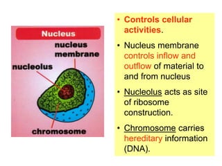 Role of the rough ER 
RER is concerned with the transport 
of proteins which are made by the 
ribosomes on its surface 
 