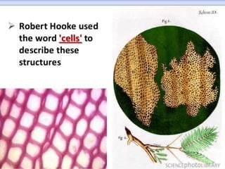 Animal cell 
Plant cell 
 